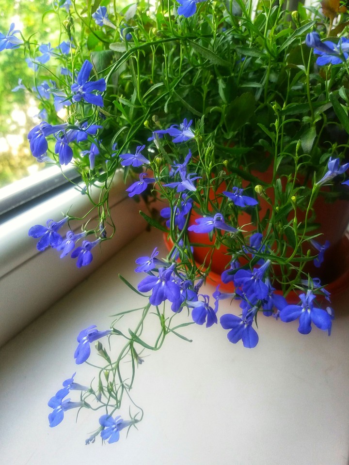 Flower Lobelia