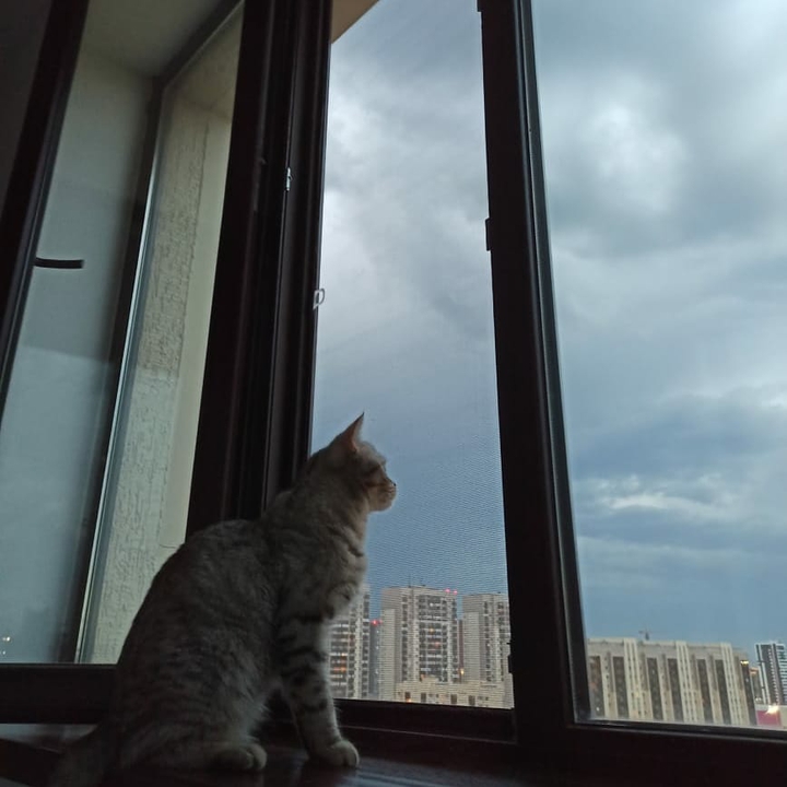 cat on a window