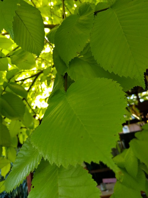 the green the fresh!!