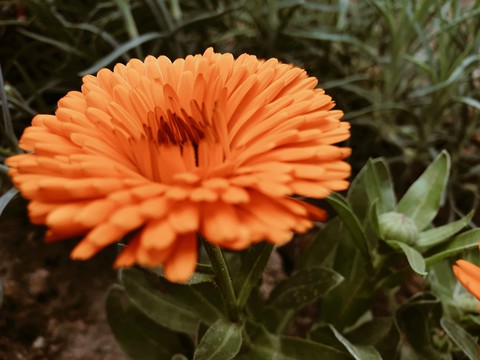 tapety orange, plant