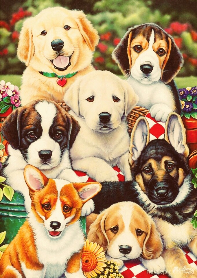 beautifully pet