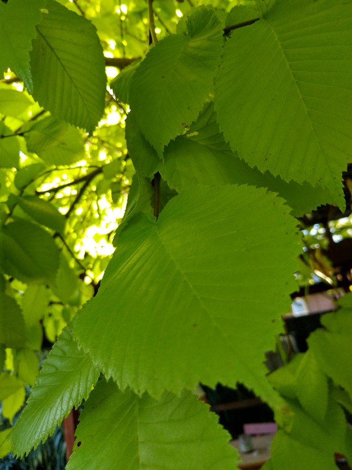 the green the fresh!!