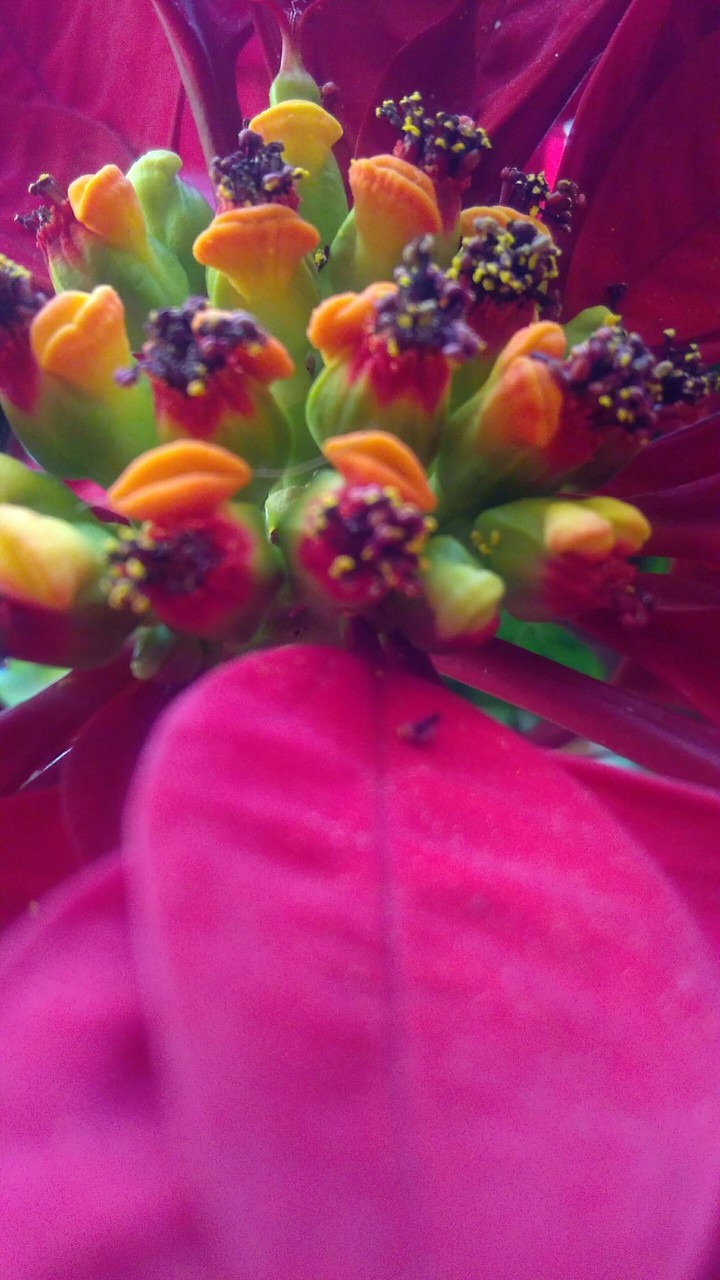 pink flower