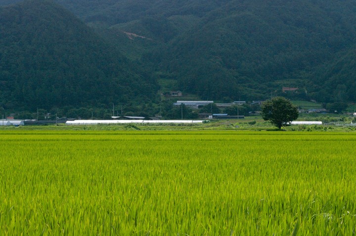 Scenics