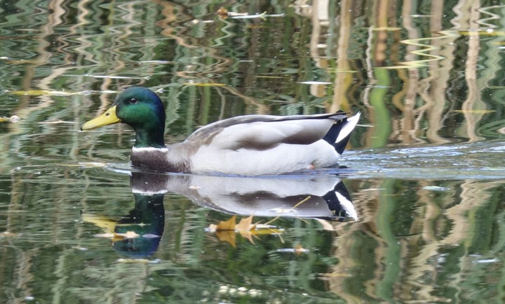Duck