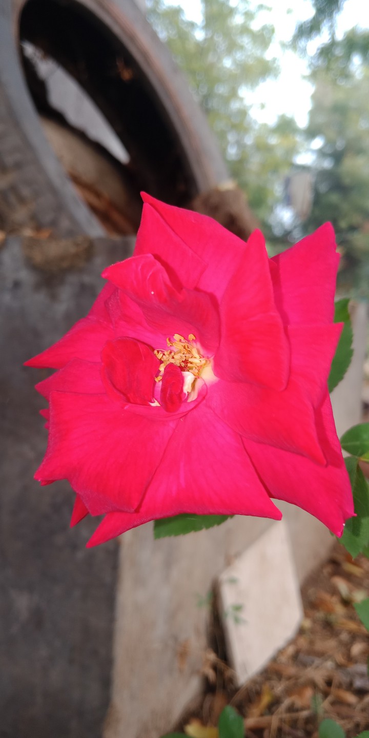 red rose