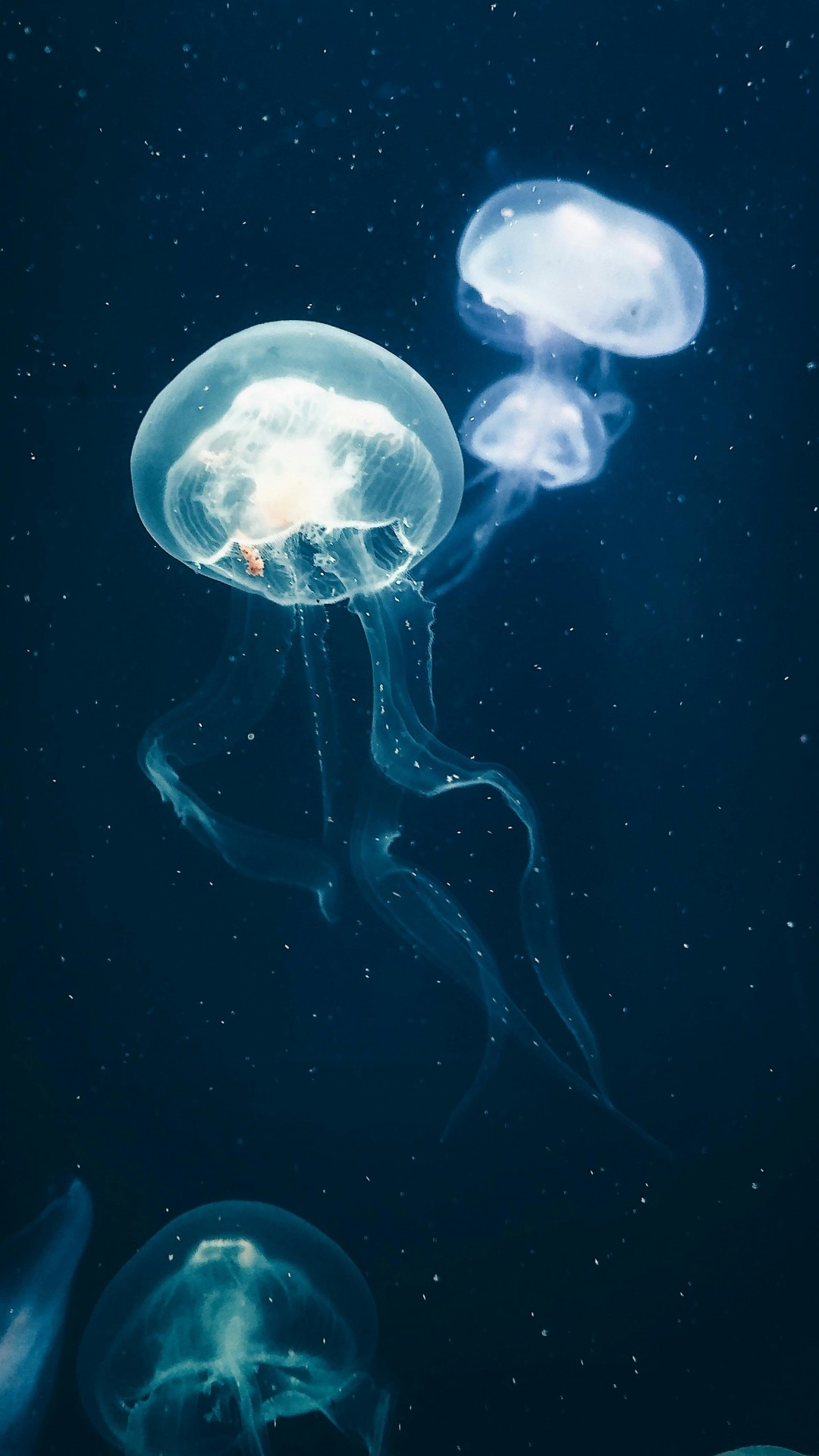 hình nền blue, Fish