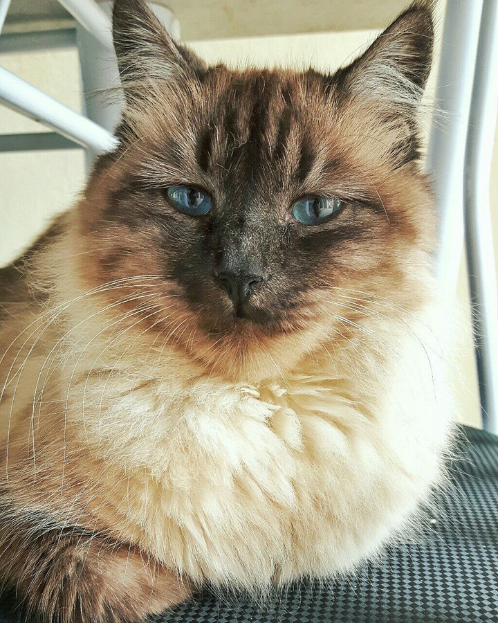 Txane cat
