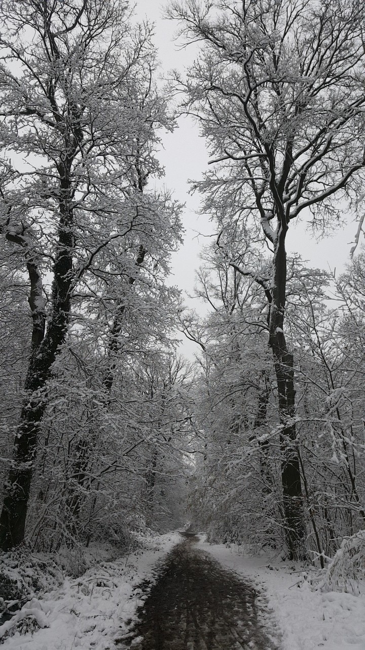 Forêt sous la neige