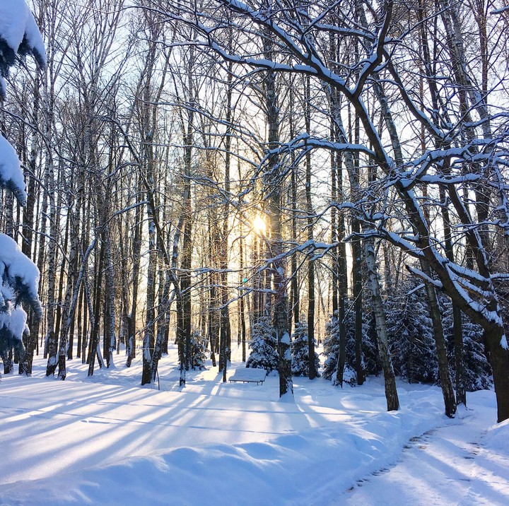 white forest