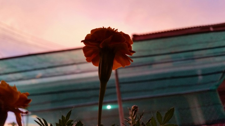 Jasmine in the sunset