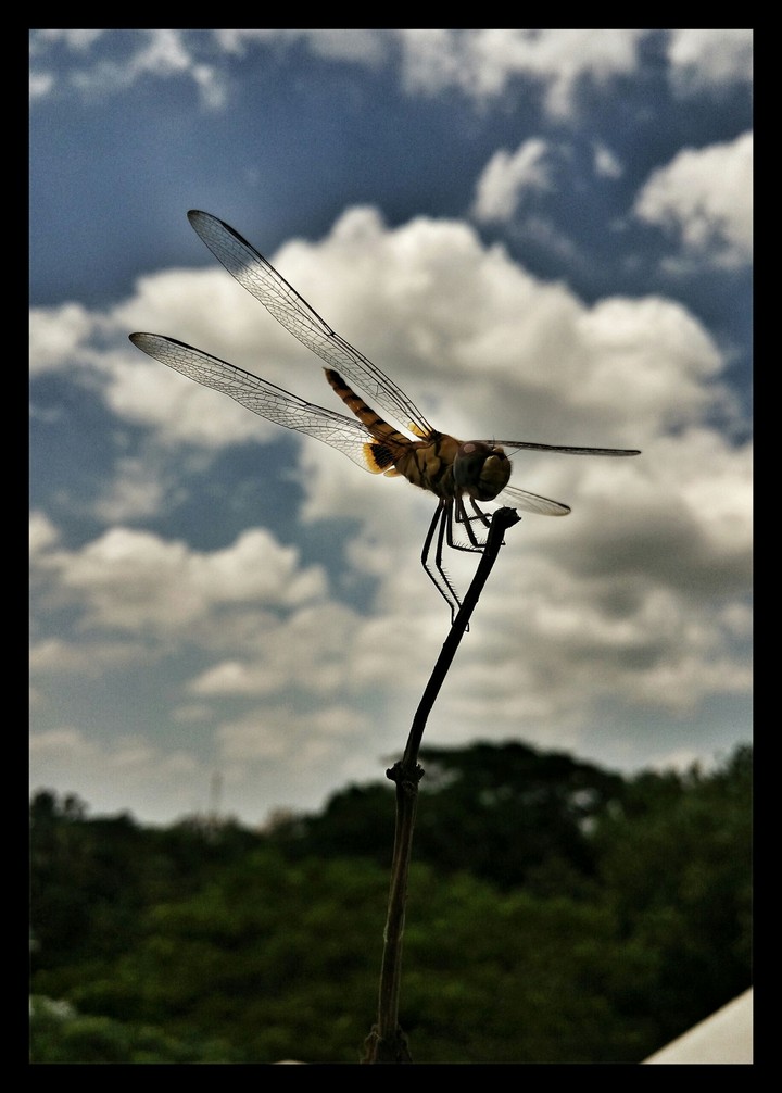 Grasshopper