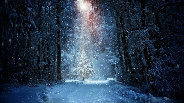 A Beautiful Christmas Tree