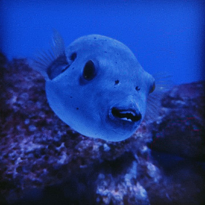 Fish