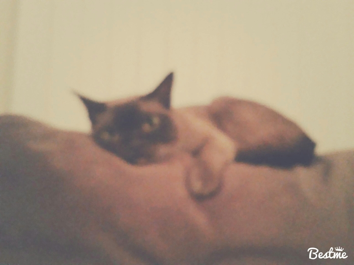 Foxy the princess kitty
