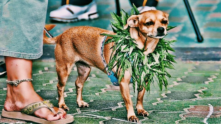 weed puppy