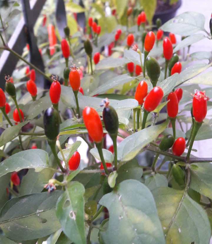 my hot paprika