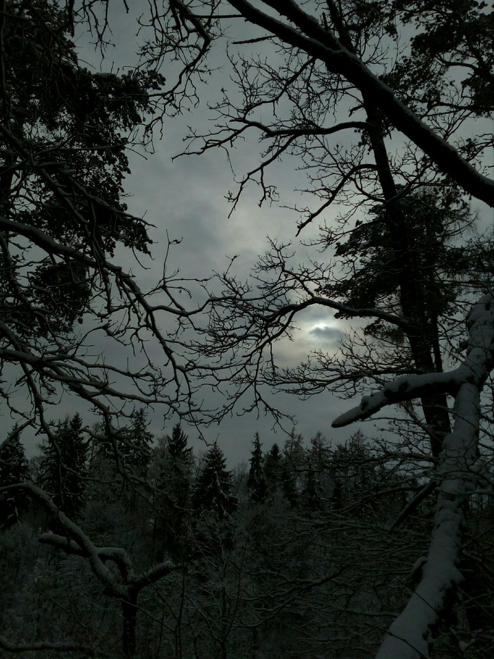 winter trees.