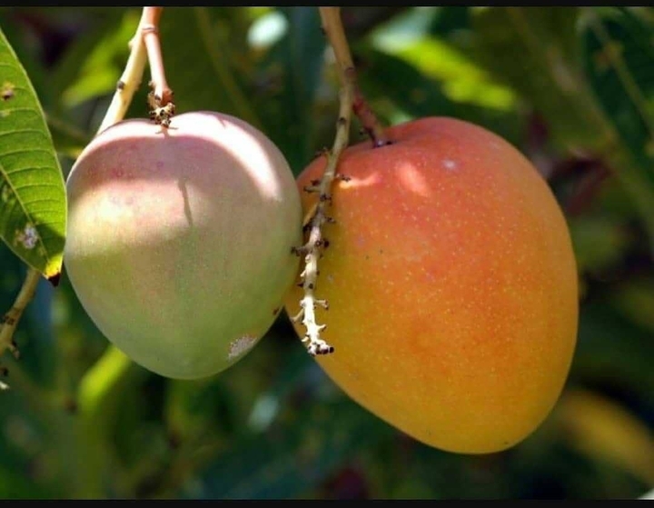 Mango season