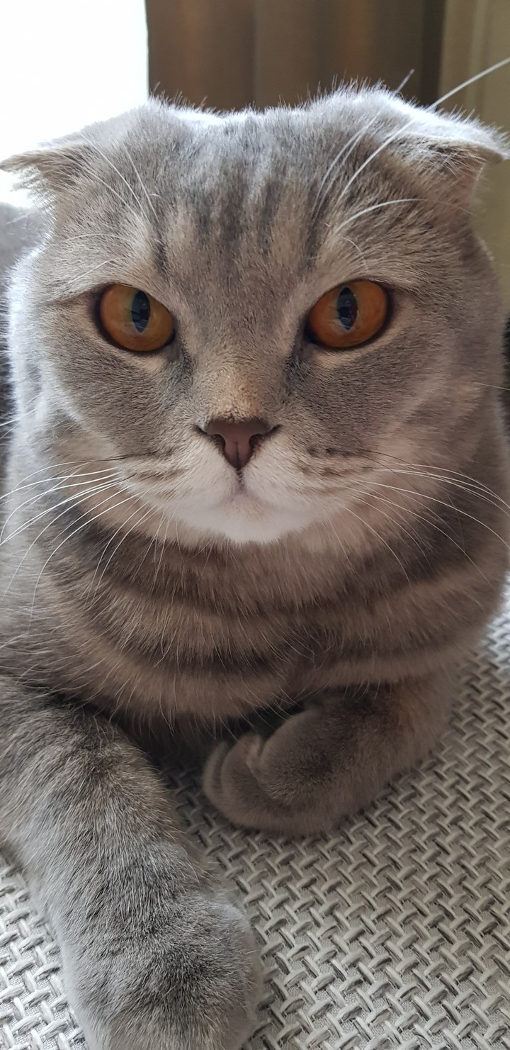 Кот