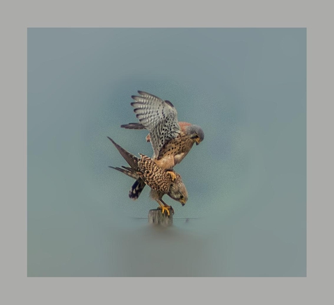 Birds