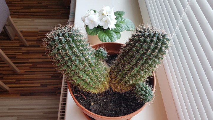 Cactus
