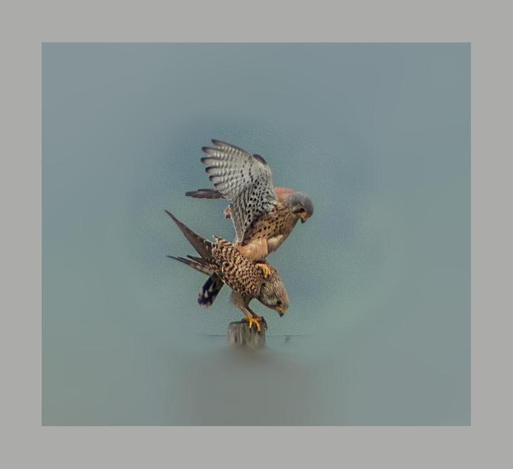 Birds
