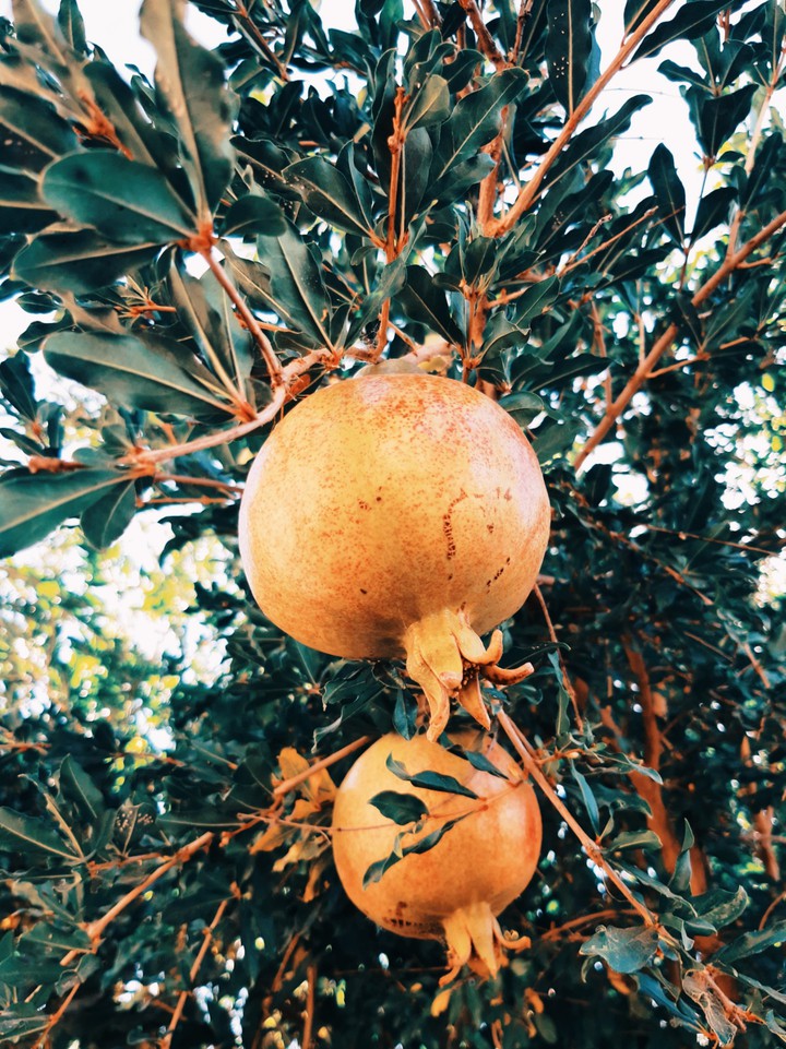 pomegranate