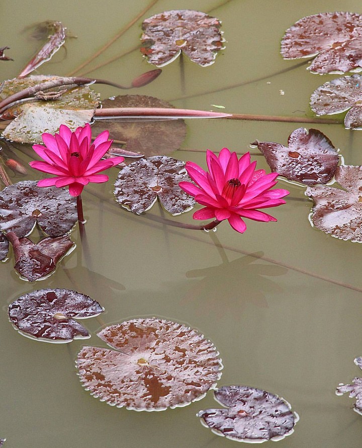 pond & Lotus
