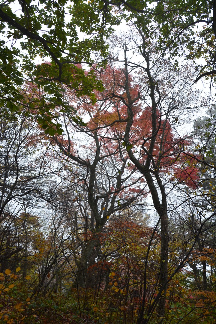 오대산이미지
