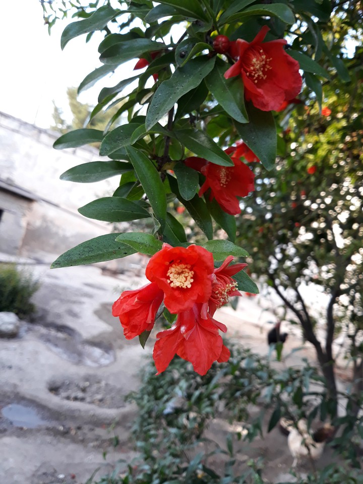 nature