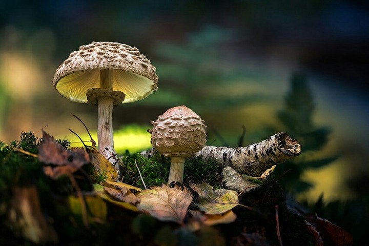 Mushroom
