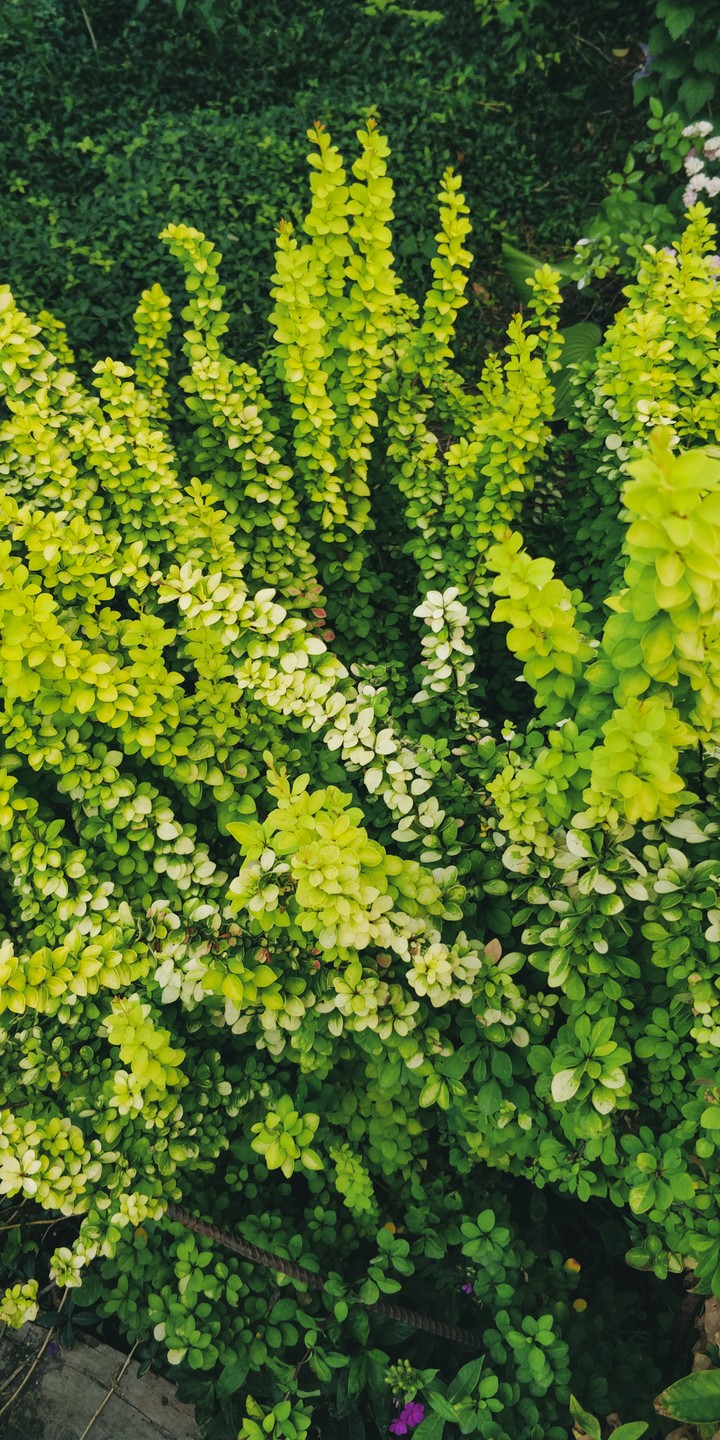 green summer