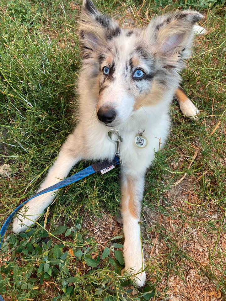 sheltie