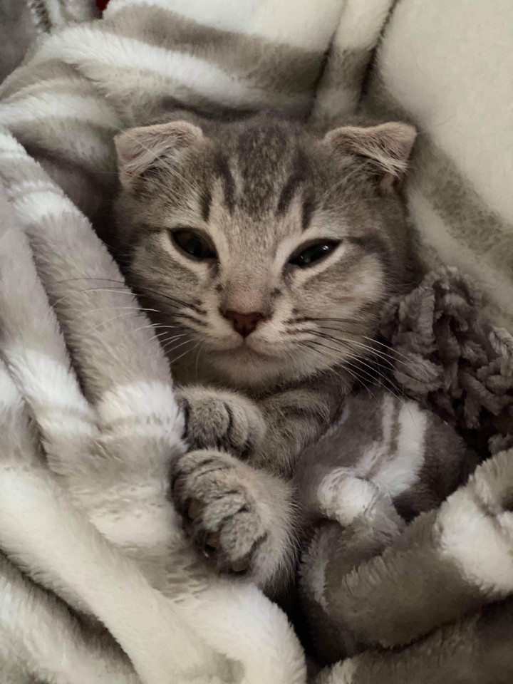 Cute Scottish Fold Kitten