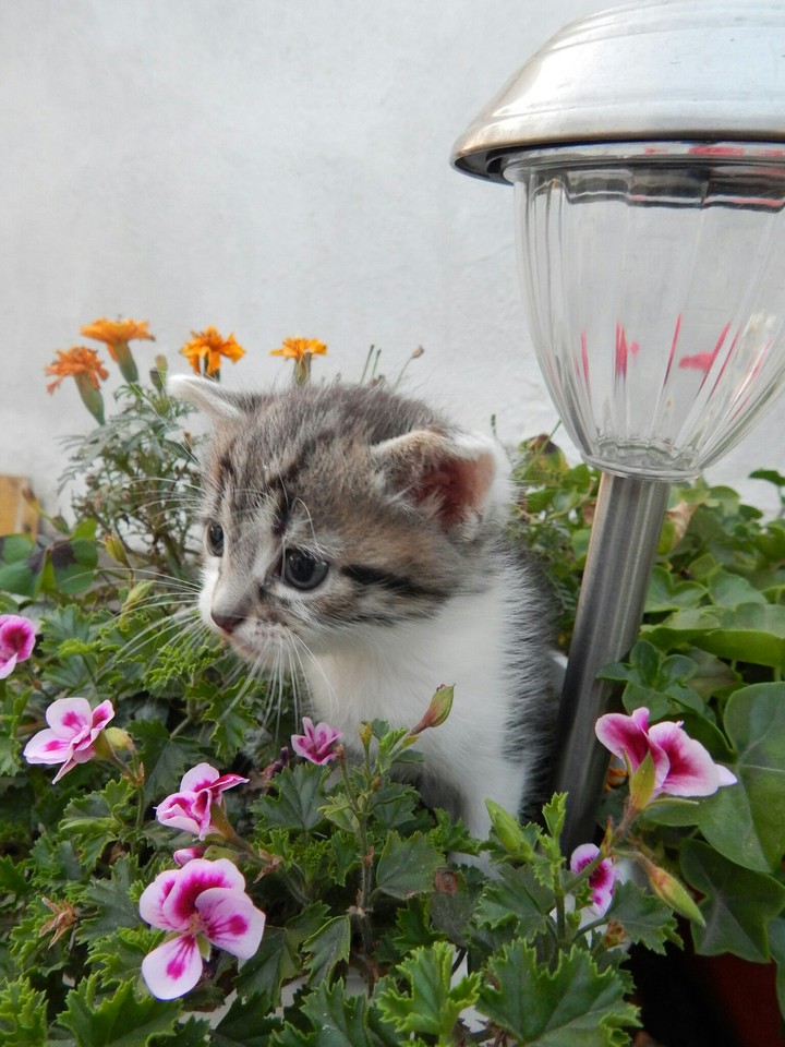 Кошеня
