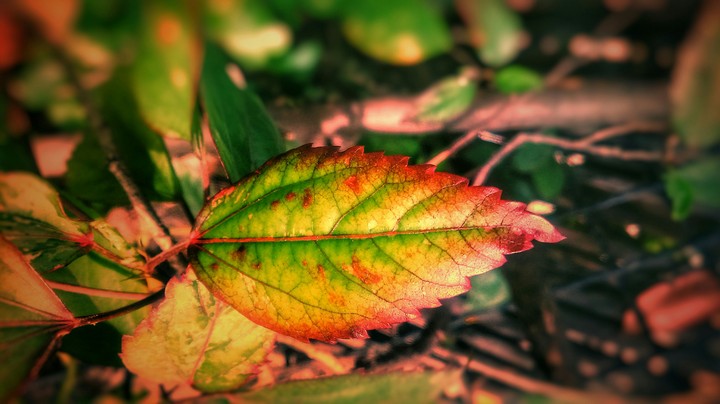 colour full natural leaf