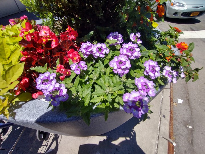 Flowers