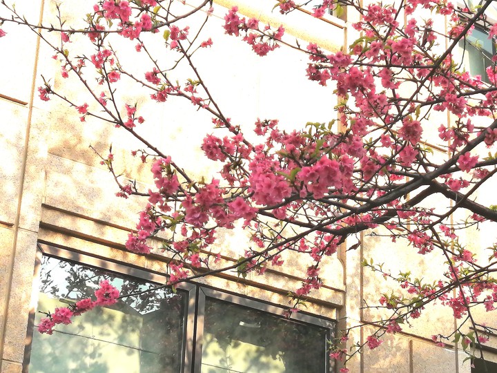 sakura
