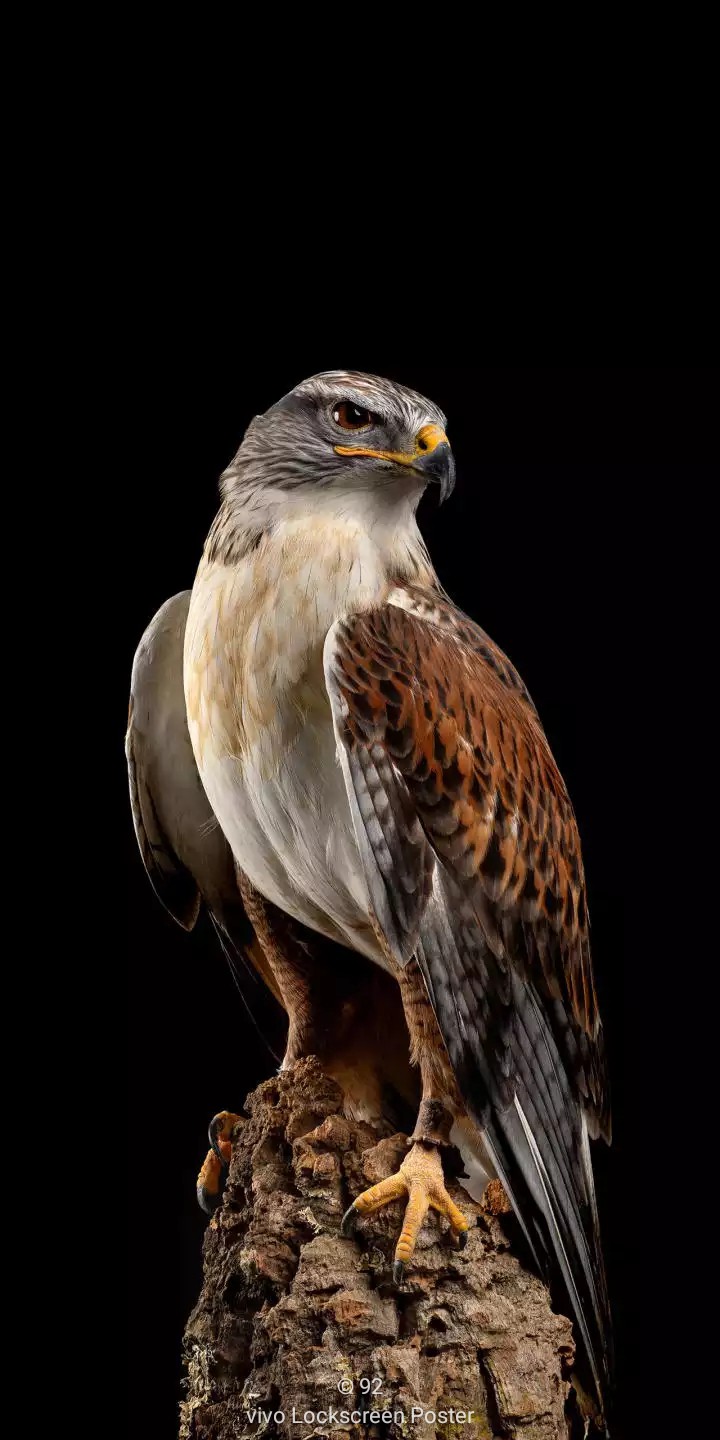 Eagle