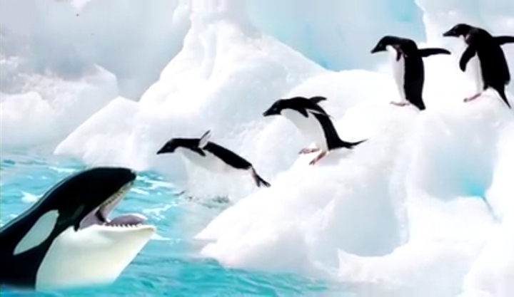 Orca killer