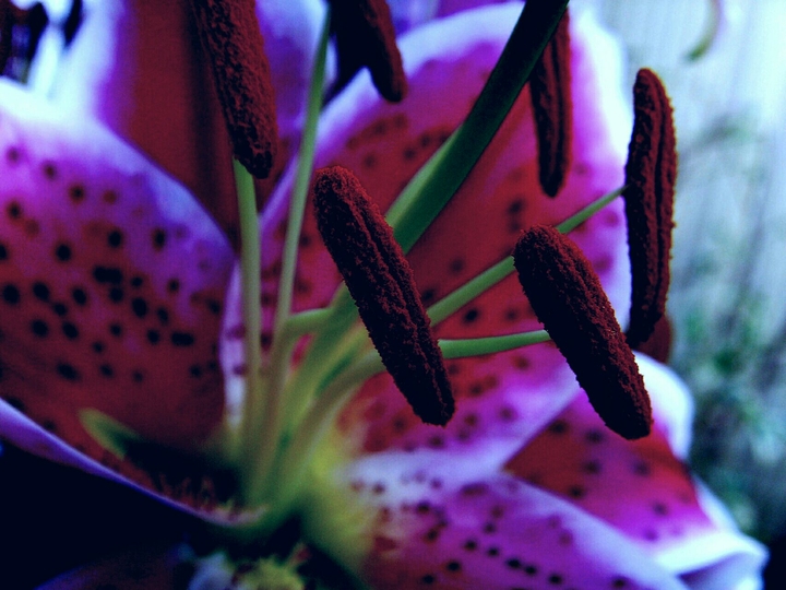 tiger lily