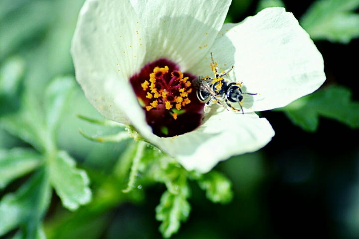 flower