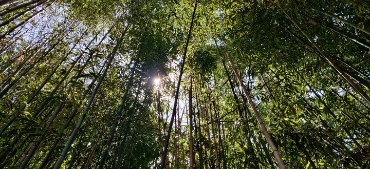 Bamboo