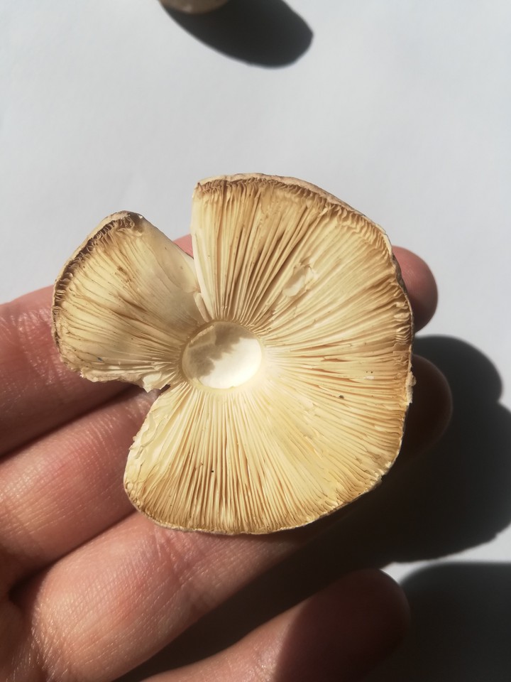 mushroom