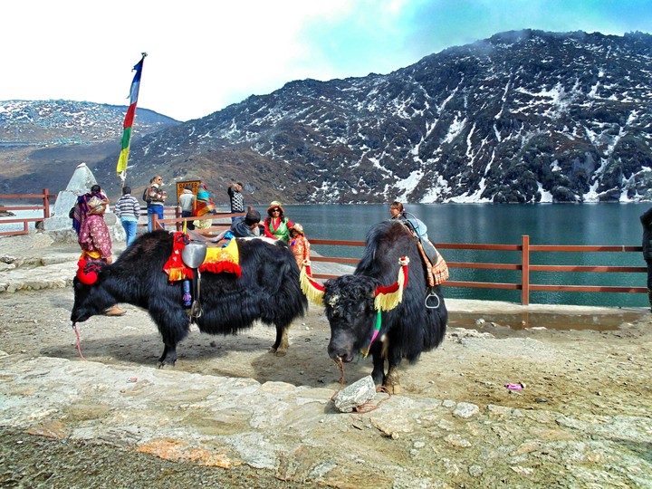 Yak of Changu Lake_ Sikkim