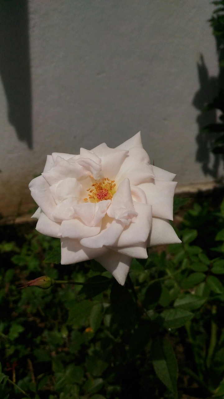 rose