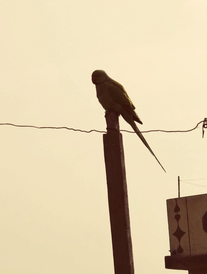 parrot