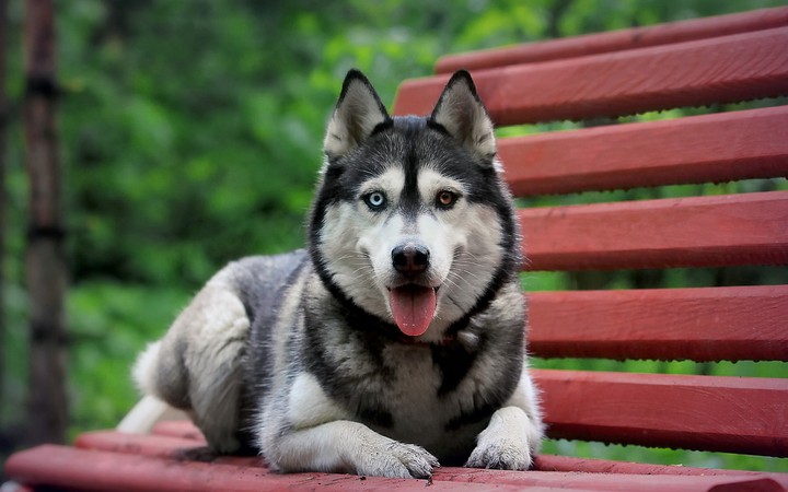 #dog#doggy lover#i#love#dogy#natural#angry dog