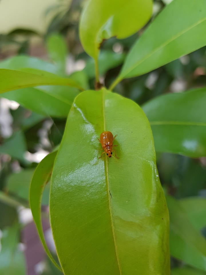 Leaf with Insect